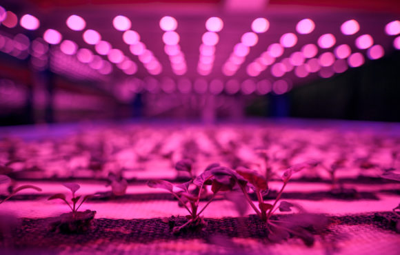 Close-up of plant on aquaponic farm, sustainable business and artificial lighting.